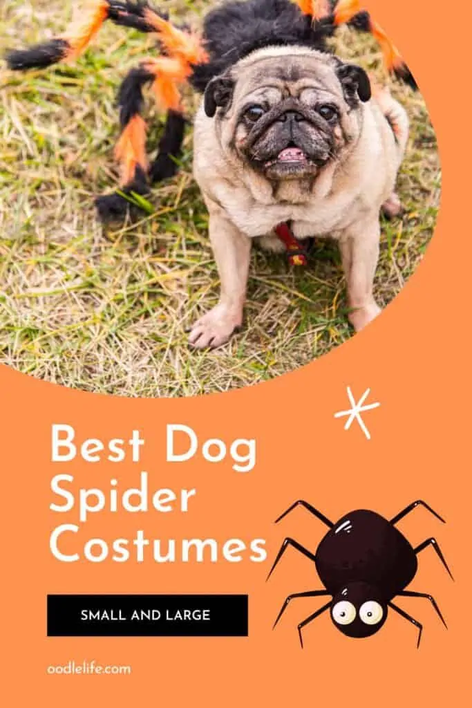 best dog spider costume