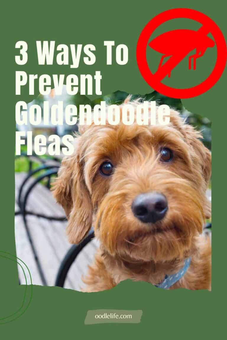 What Is The Best Flea Medication For Goldendoodle Dogs? (Top 3) Oodle