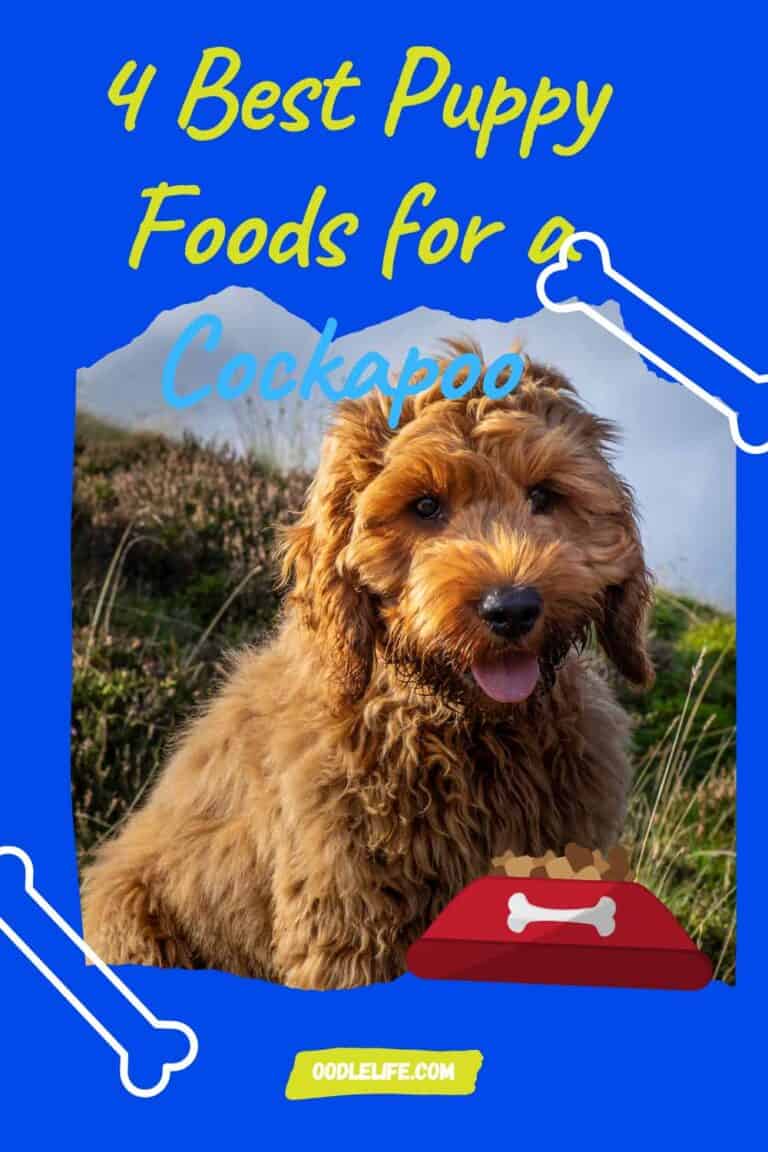 Best Puppy Food For A Cockapoo (4 Best And Reasons Why) Oodle Life
