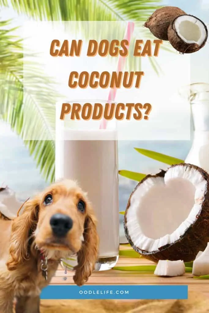can dogs drink coconut milk