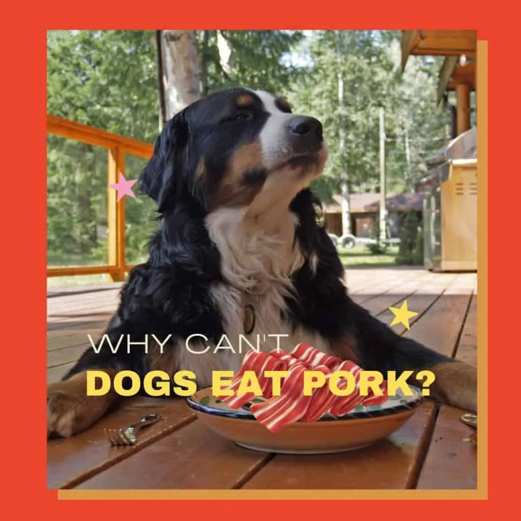 can dogs eat raw pork