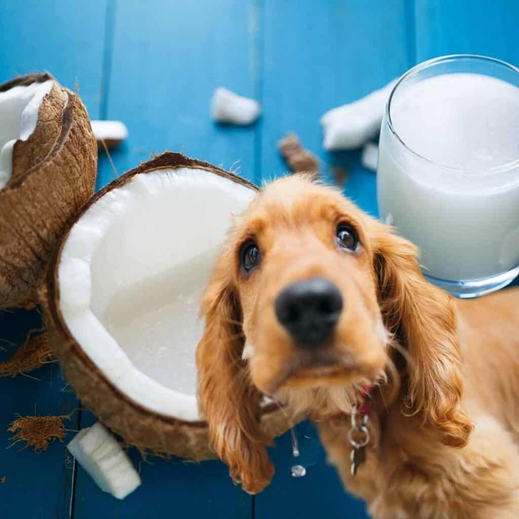 can dogs have coconut milk