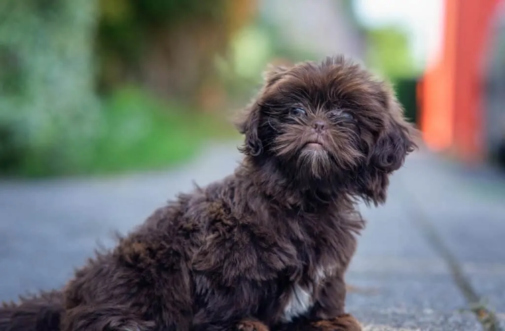 chocolate shih-poo puppy