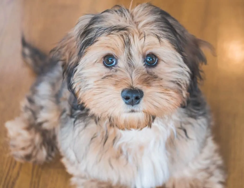 cute Shih Poo puppy mini scaled