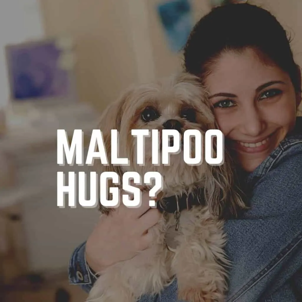 Do Maltipoos Like to be Held? (Training Guide) 1