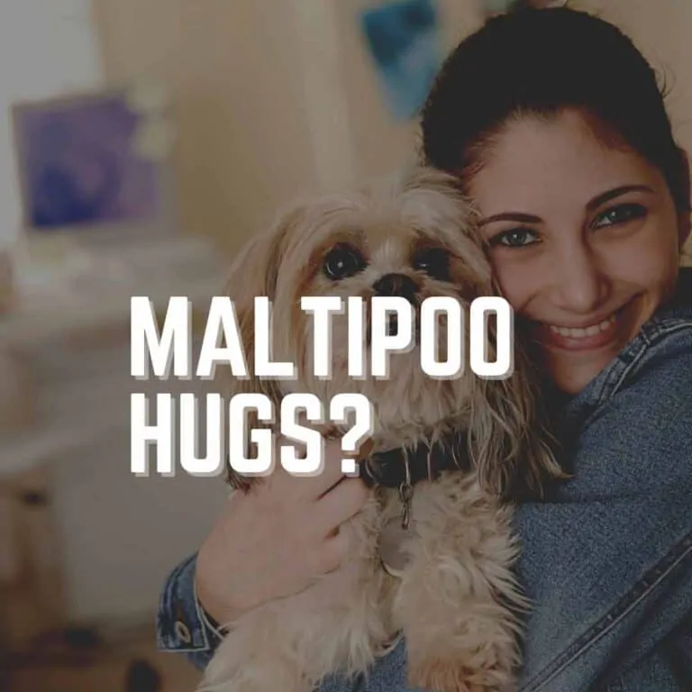 Do Maltipoos Like to be Held? (Training Guide)