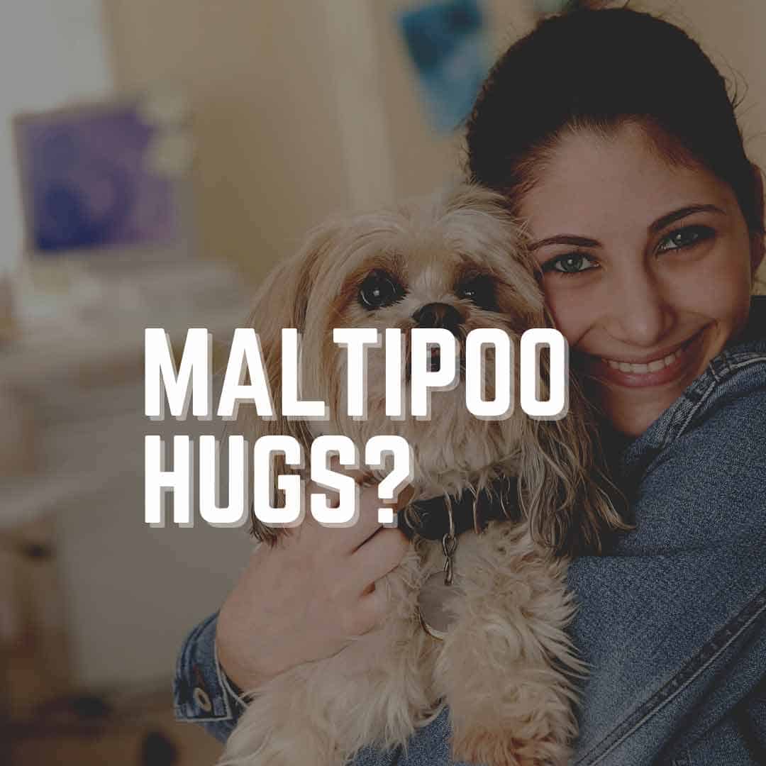 Do Maltipoos Like To Be Held? (Training Guide) Oodle Life