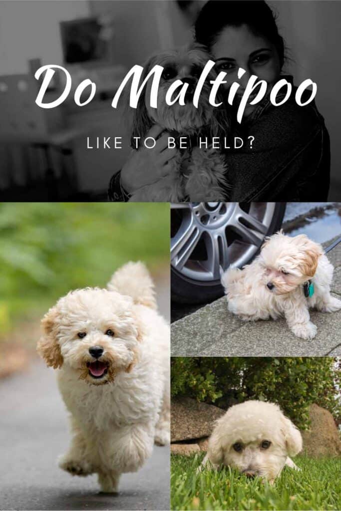 Do Maltipoos Like To Be Held? (Training Guide) Oodle Life