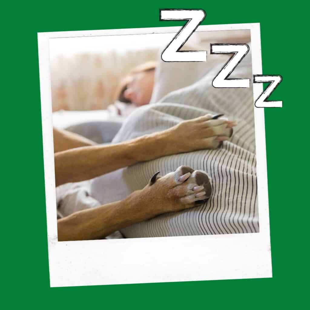 Why Does My Dog Not Want To Sleep With Me Anymore? Oodle Life