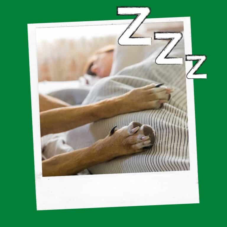 Why Does My Dog Not Want To Sleep With Me Anymore? Oodle Life