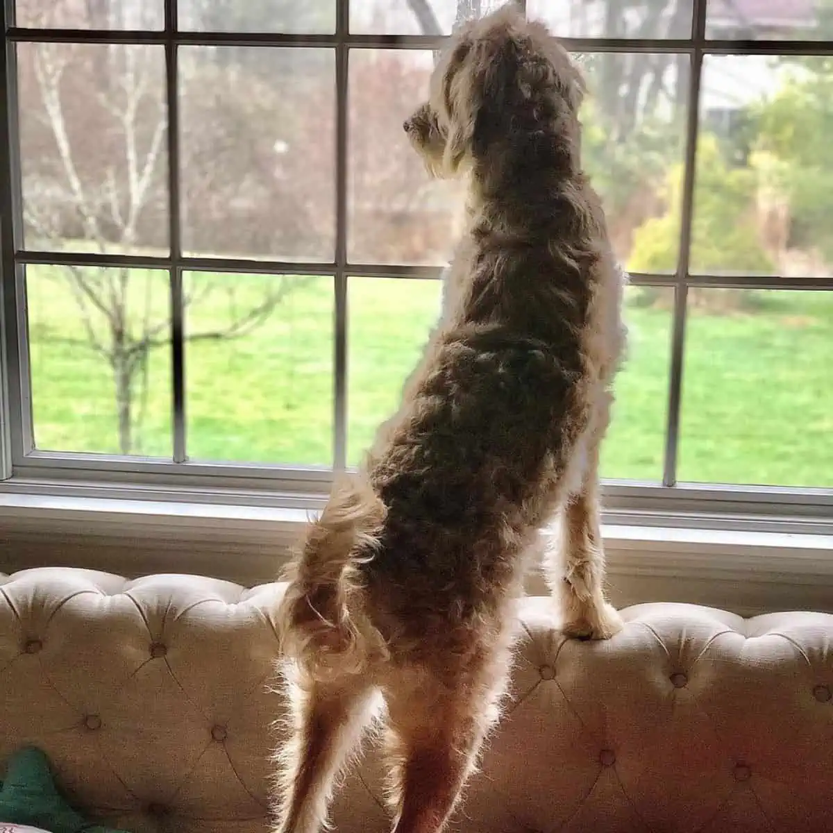 gazing Goldendoodle through the window