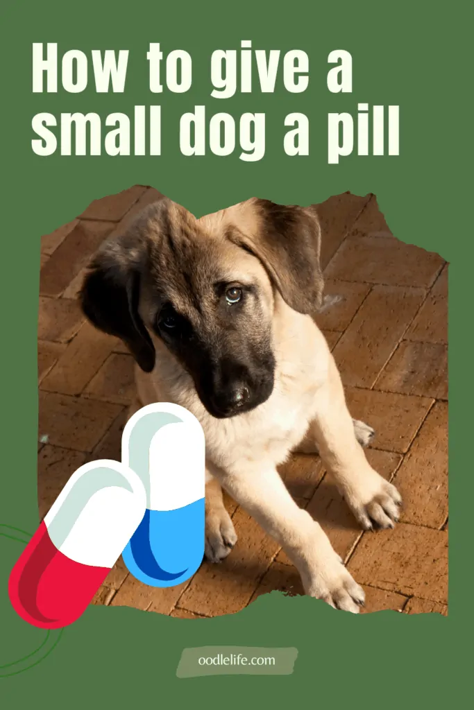 how to give a small dog a pill