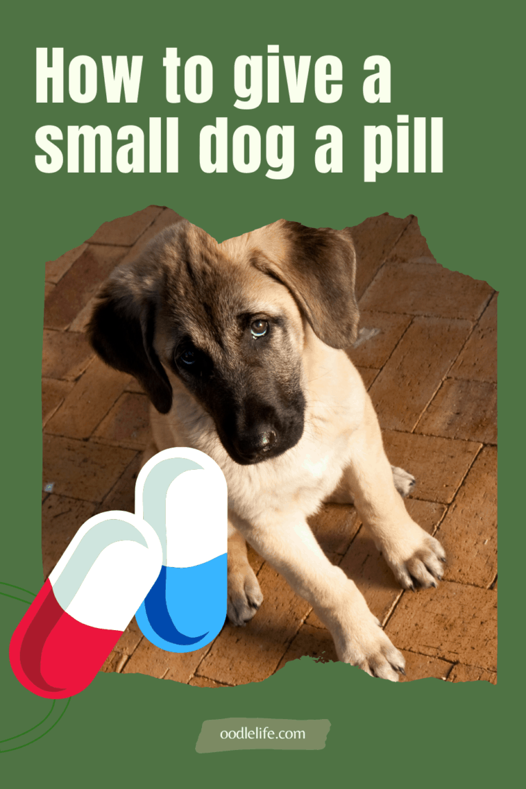 How To Give A Small Dog A Pill Easily (How To Guide) Oodle Life