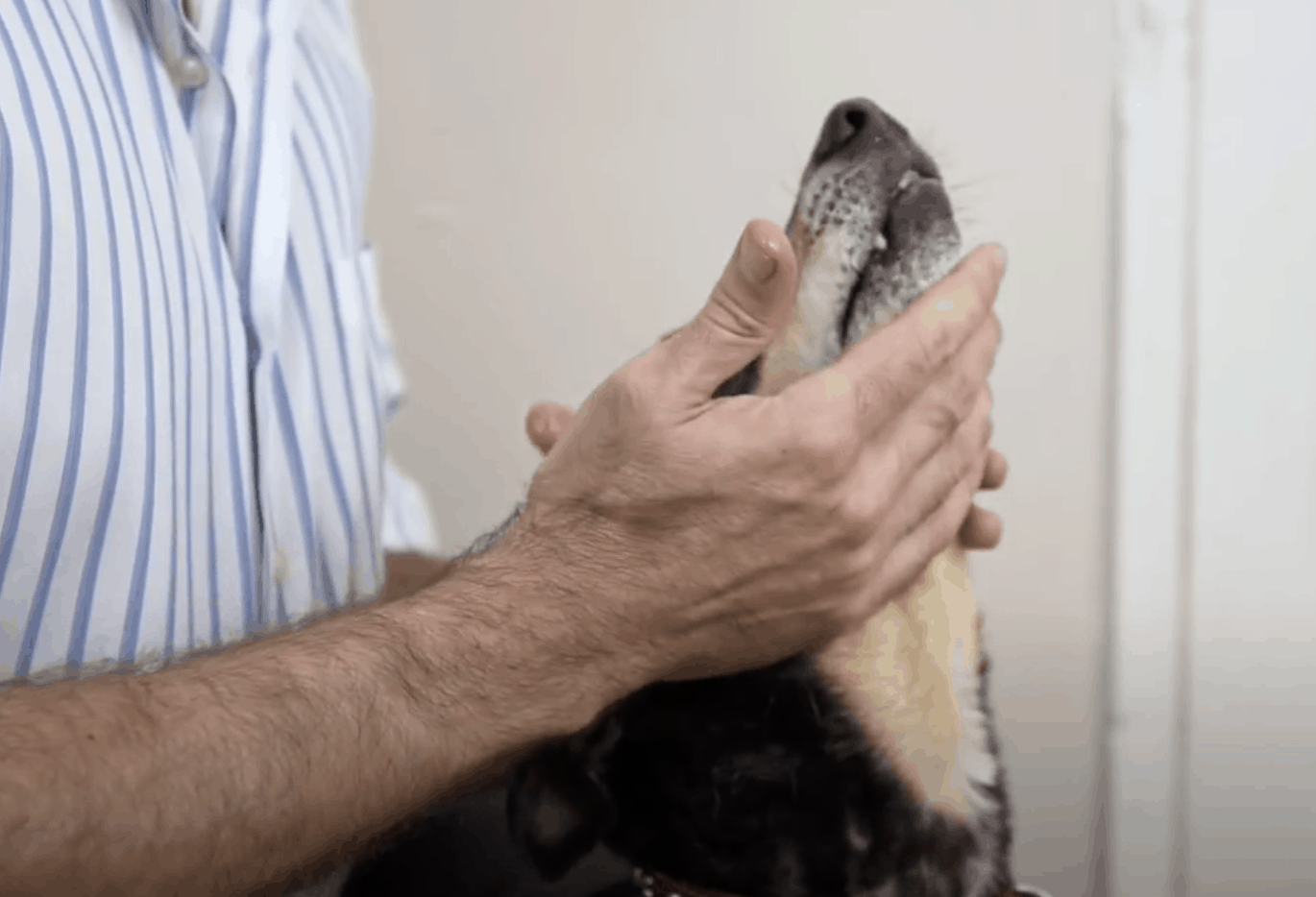 How To Give A Small Dog A Pill Easily (How To Guide) Oodle Life