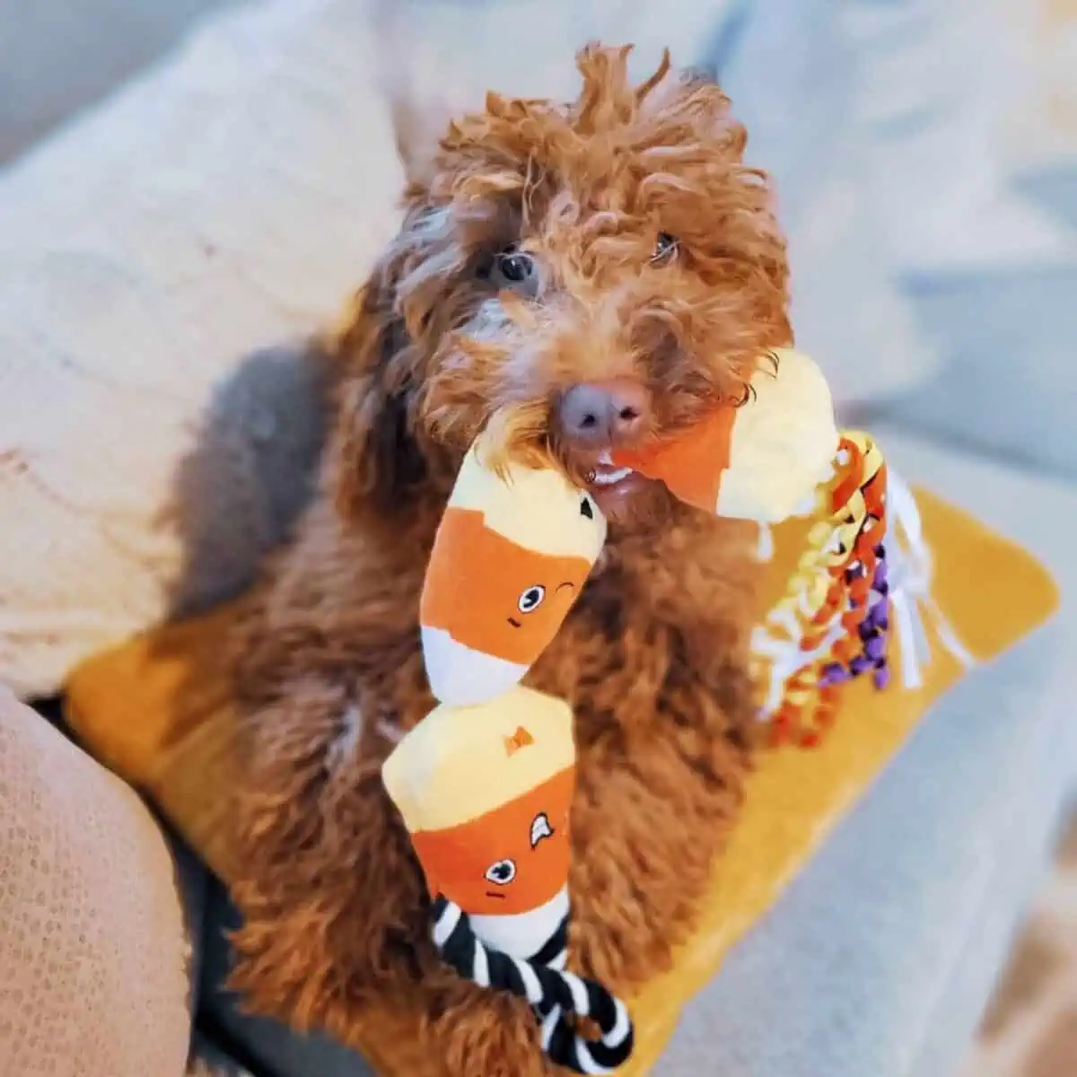 Goldendoodle bites his toy