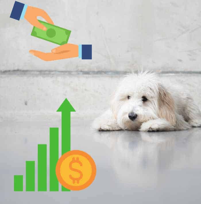 How Much Does a Goldendoodle Cost Per Year? (Complete Budget)
