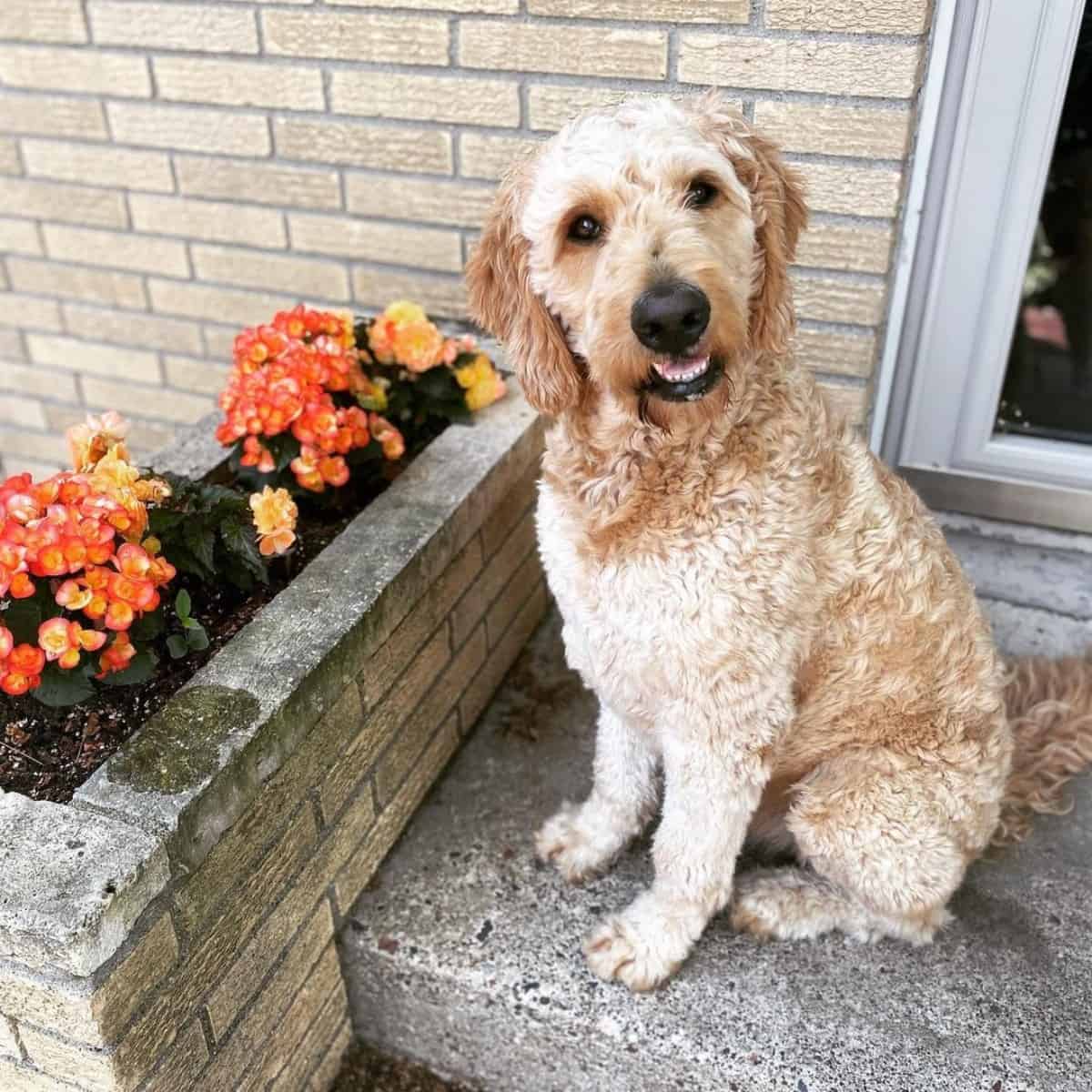 Goldendoodle looks at the stranger