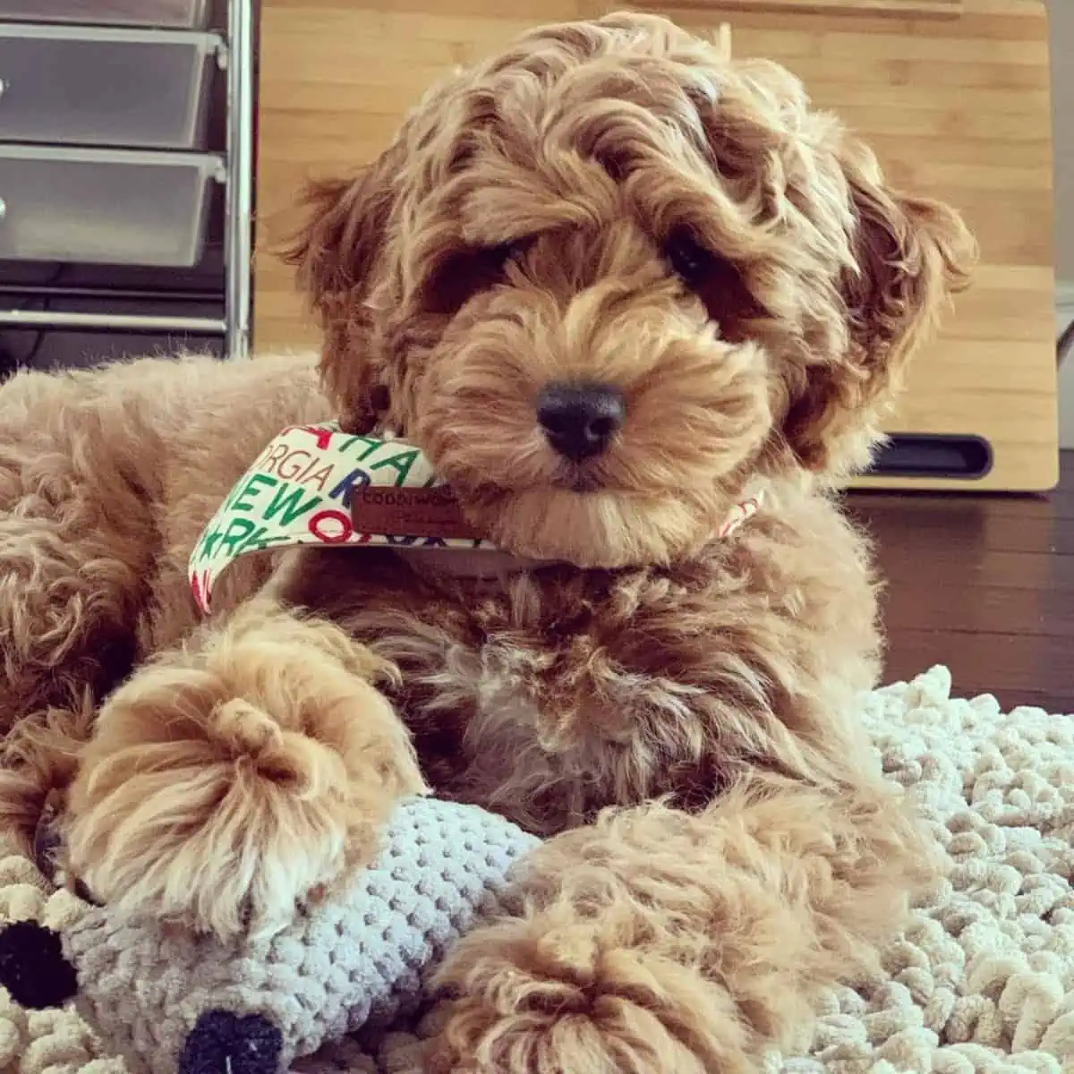 Goldendoodle with knitted toy