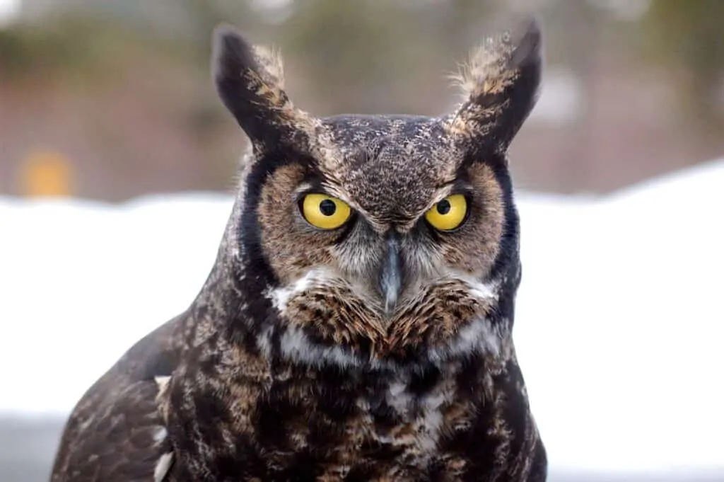 great horned owl