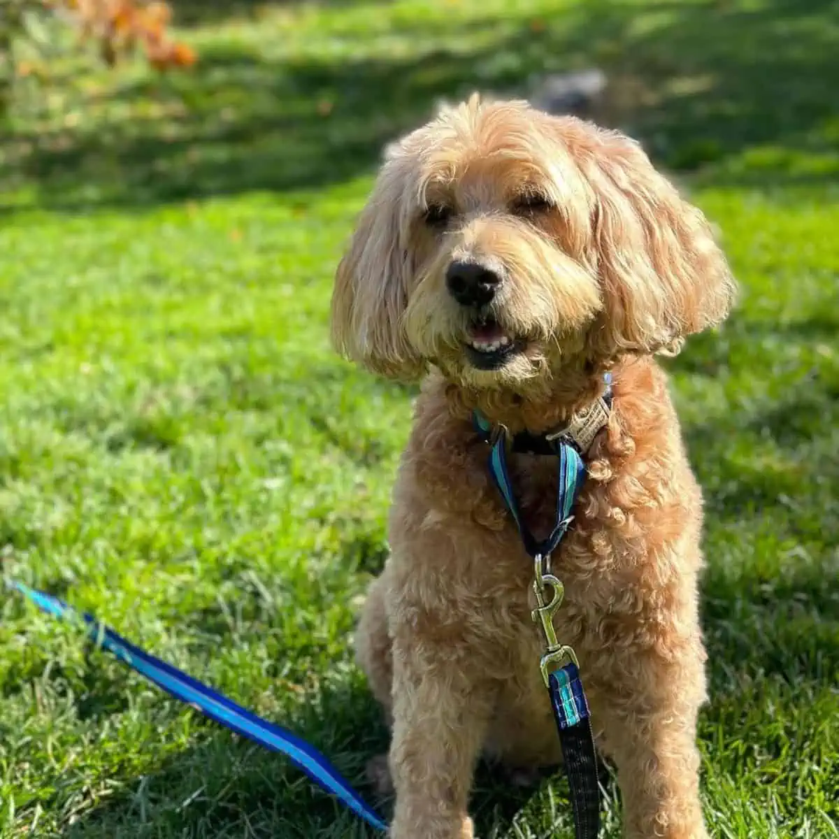 happy Goldendoodle loves new haircut