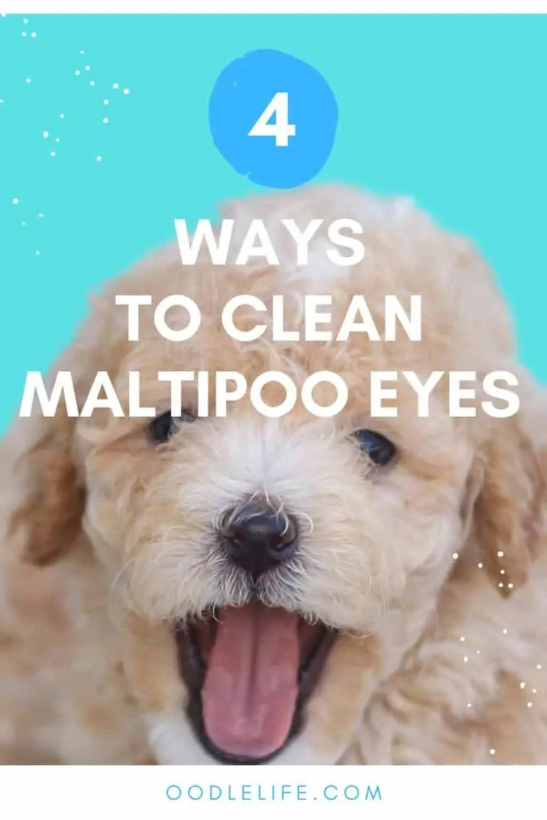 how to clean maltipoo eyes