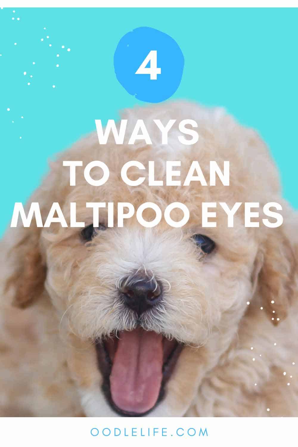 how to clean tear stains on dogs face
