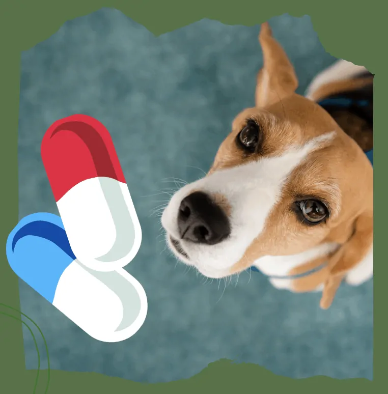 small dog taking pill