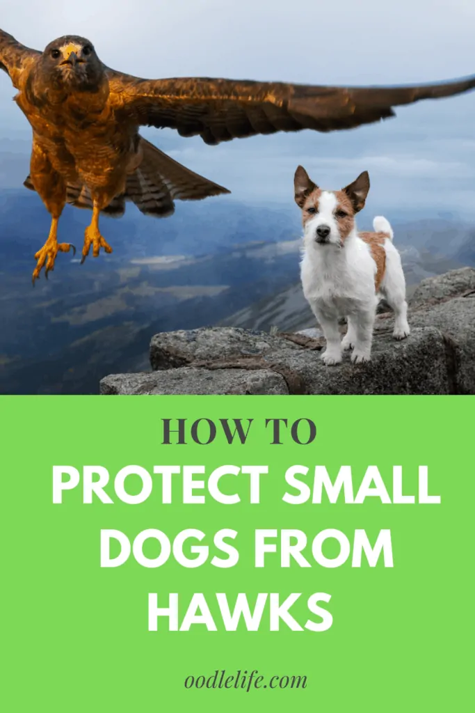 how to protect small dogs from hawks