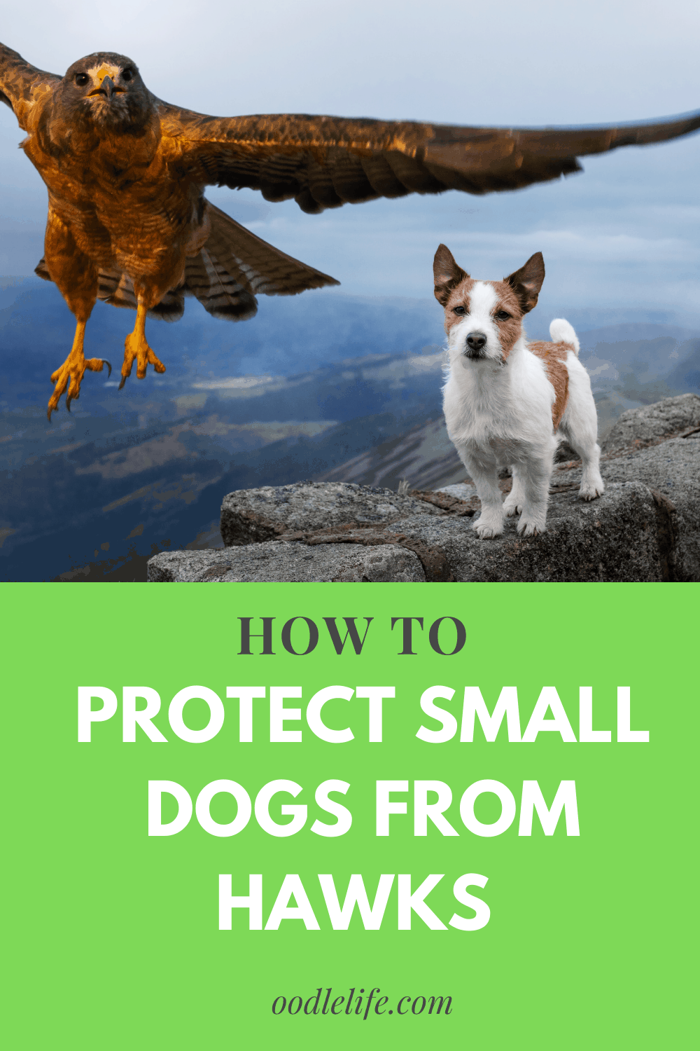 How To Protect Small Dogs From Hawks [and Owls] Oodle Life