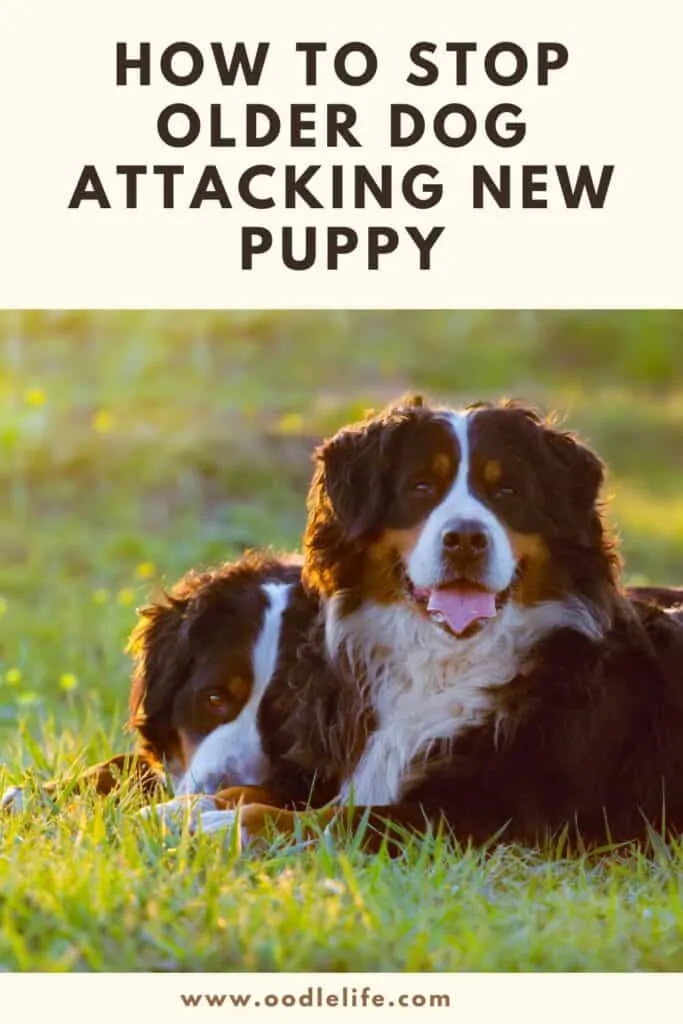 how to stop older dog attacking new puppy