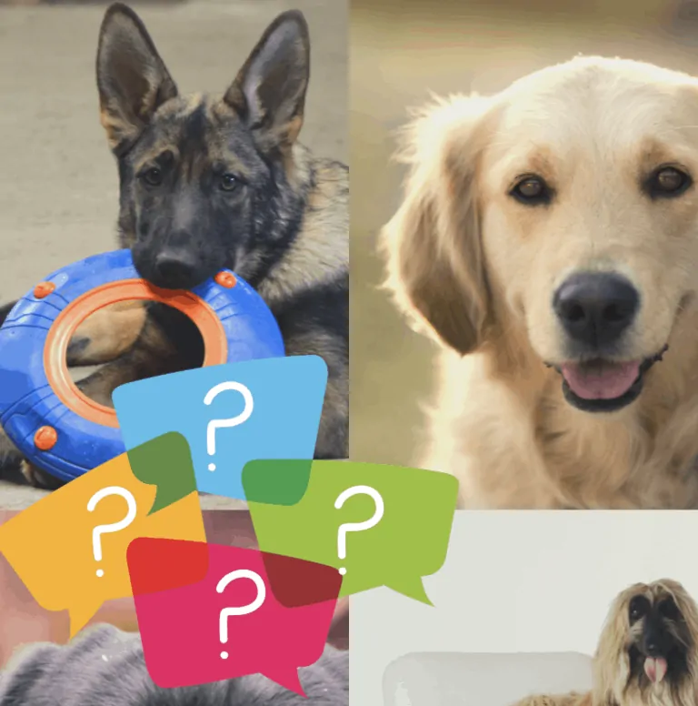 When to Neuter a Dog Large Breed (Best Advice)