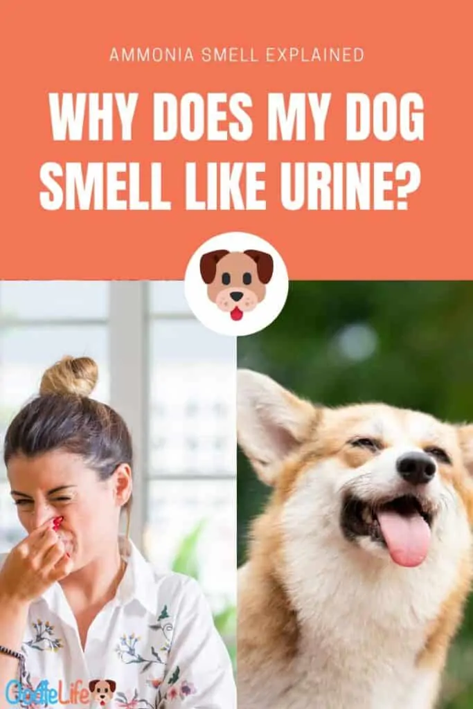 my dog smells like urine