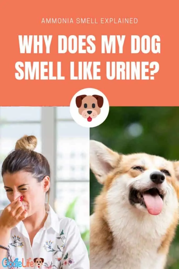 why do puppies smell so bad