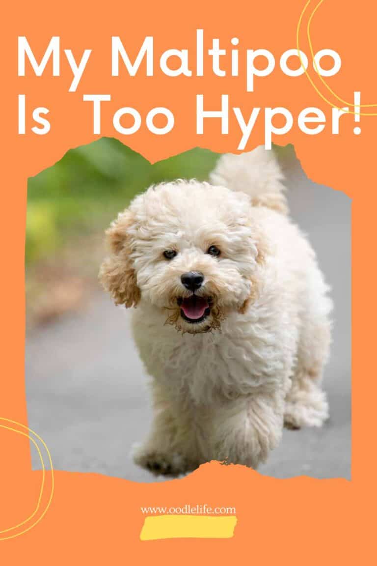 My Maltipoo Is Too Hyper (How To Calm A Crazy Maltipoo) Oodle Life