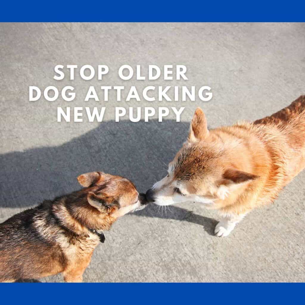 Vanhempi koira hyökkää uusi pentuMitä tehdä, kun vanhempi koira