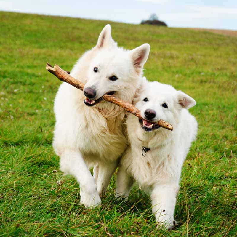 snuggle puppy for older dog