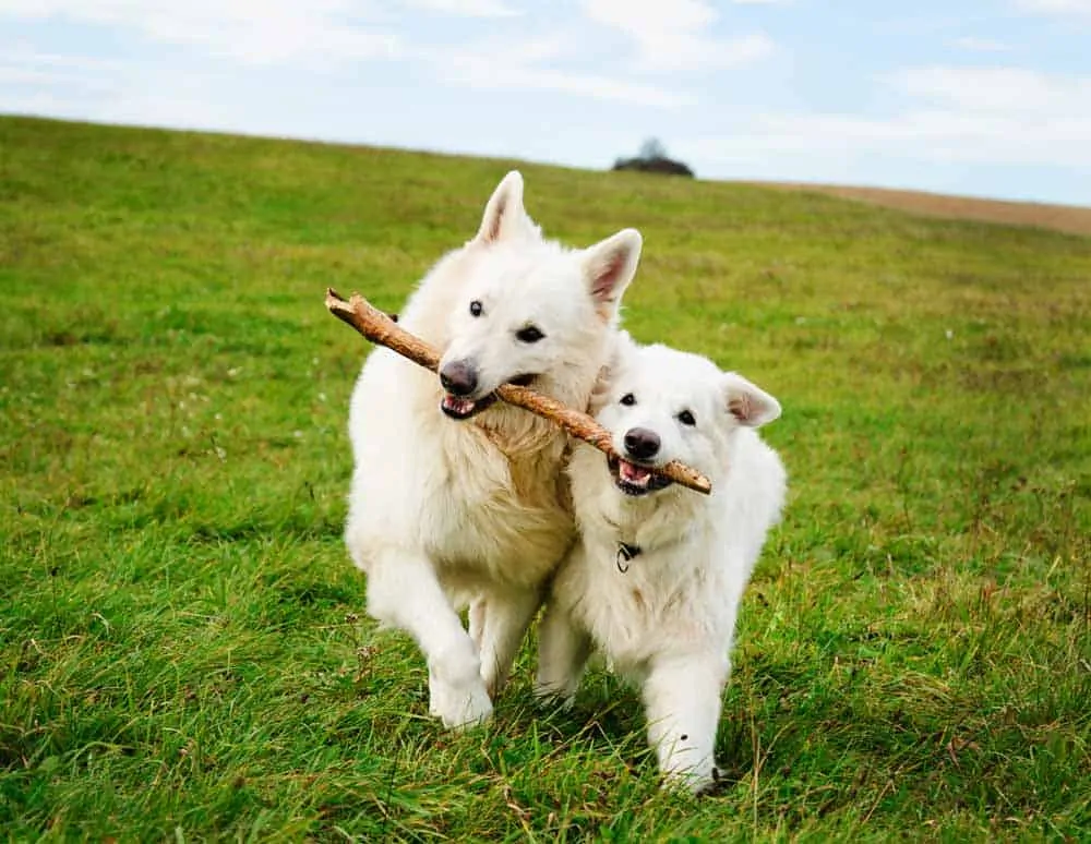 older dog attacking new puppy