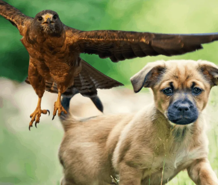 How To Protect Small Dogs From Hawks [and Owls]