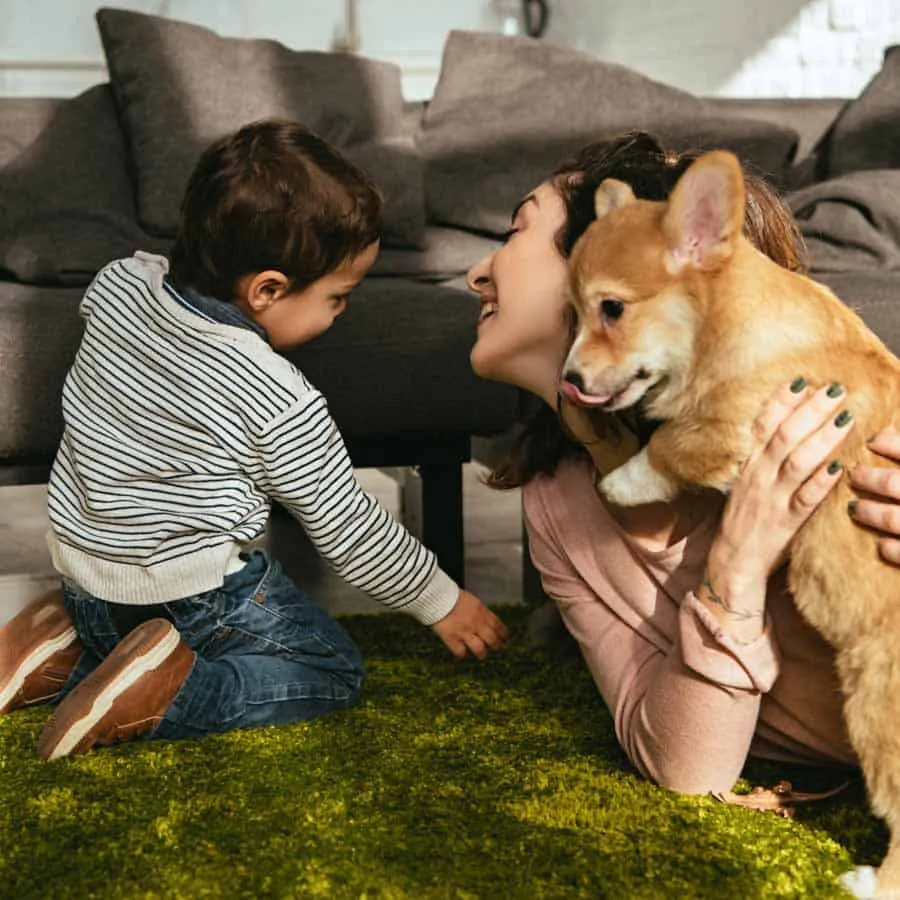 Why Puppy Growls When Picked Up (How To Stop) 3