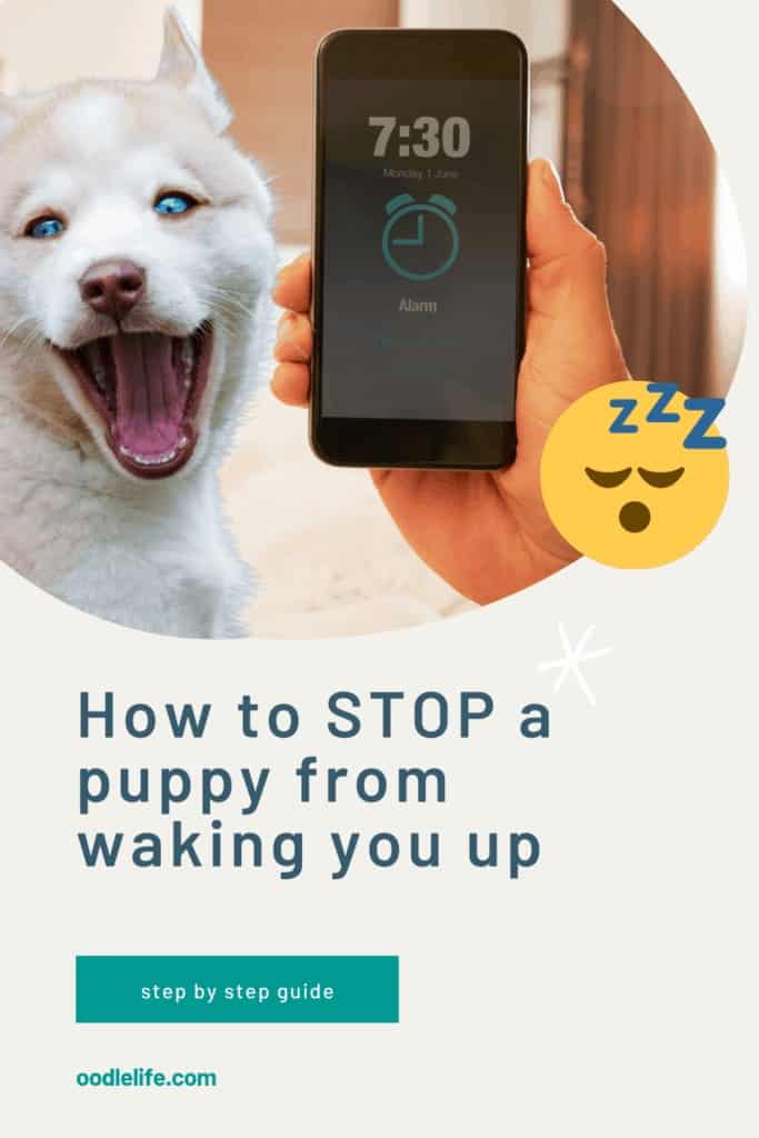 how do i stop my puppy waking at 3am