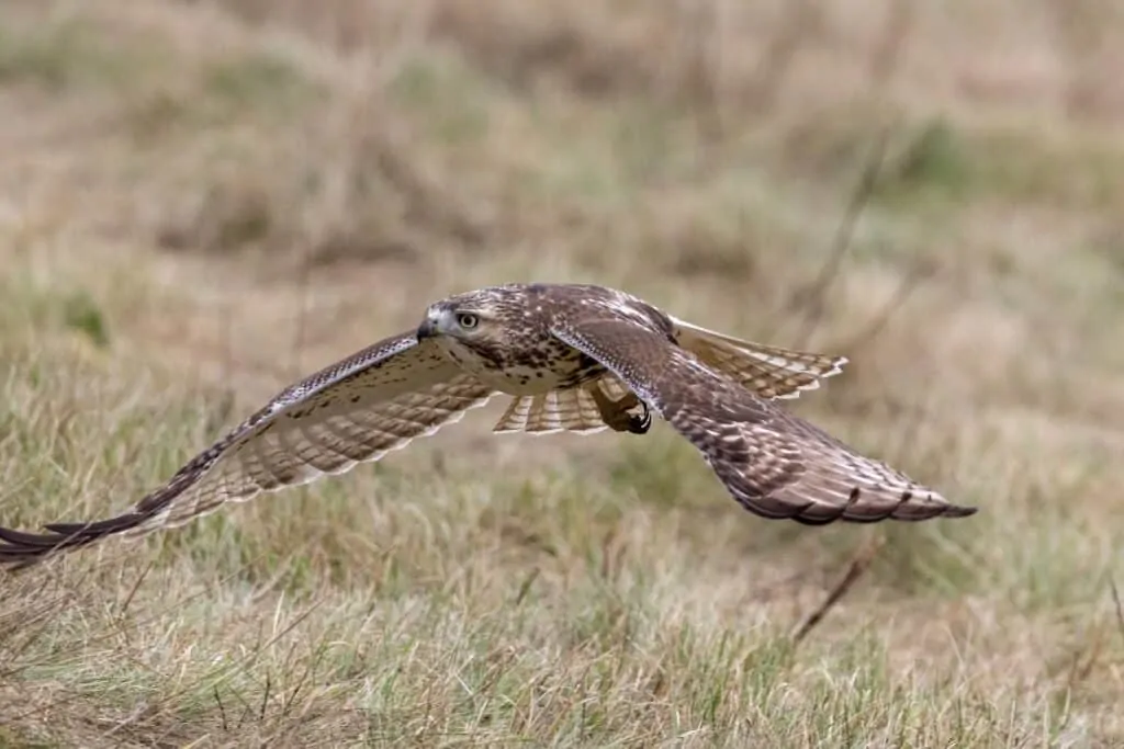 red tailed hawk