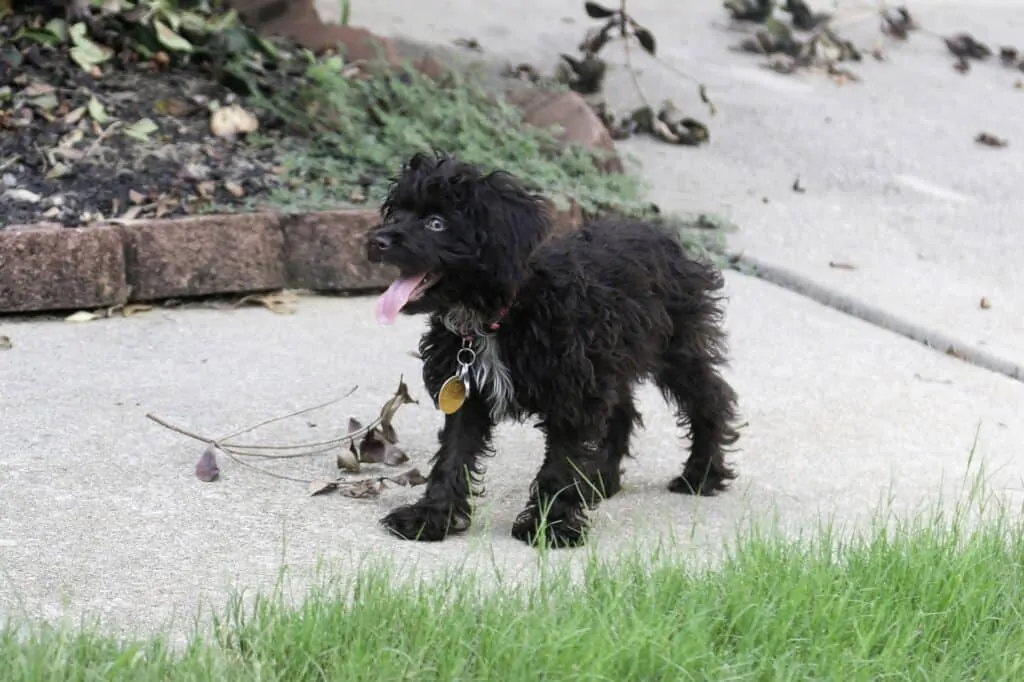 black shih-poo puppy