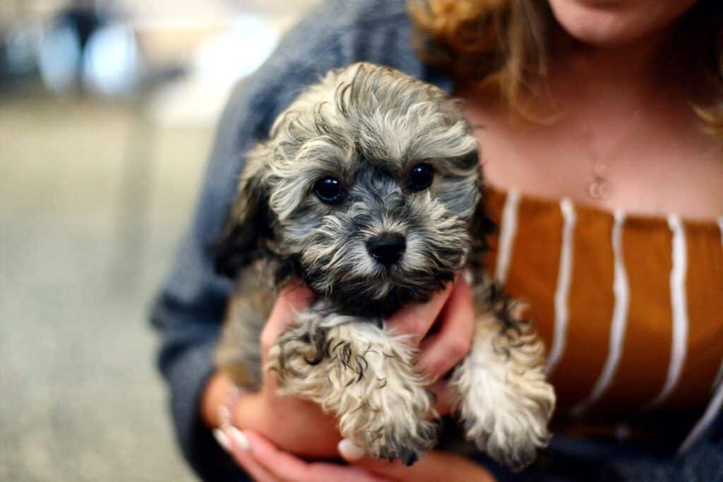 merle shih-poo puppy