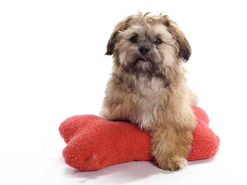 shih poo puppy toy scaled