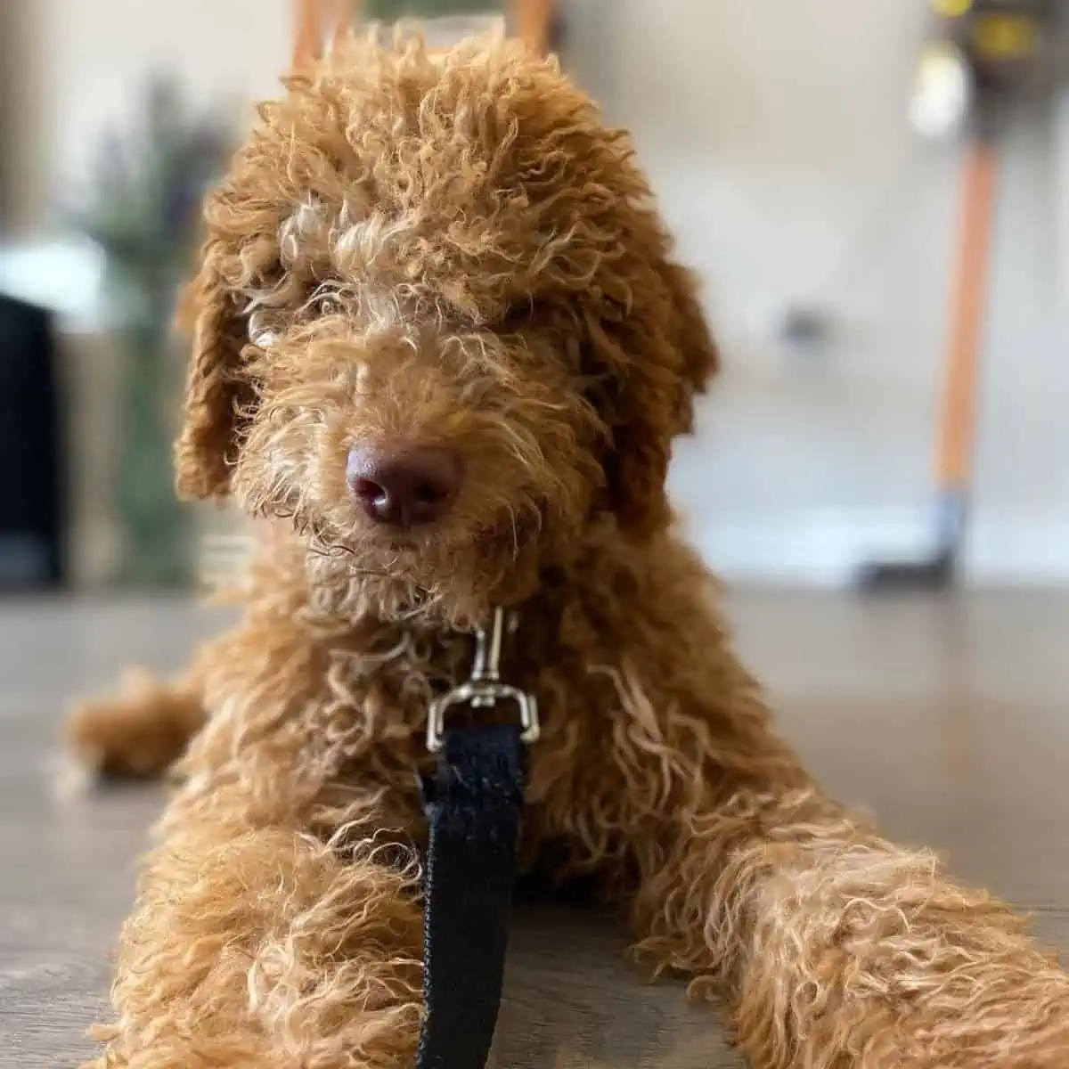 sitting Goldendoodle ready for a walk
