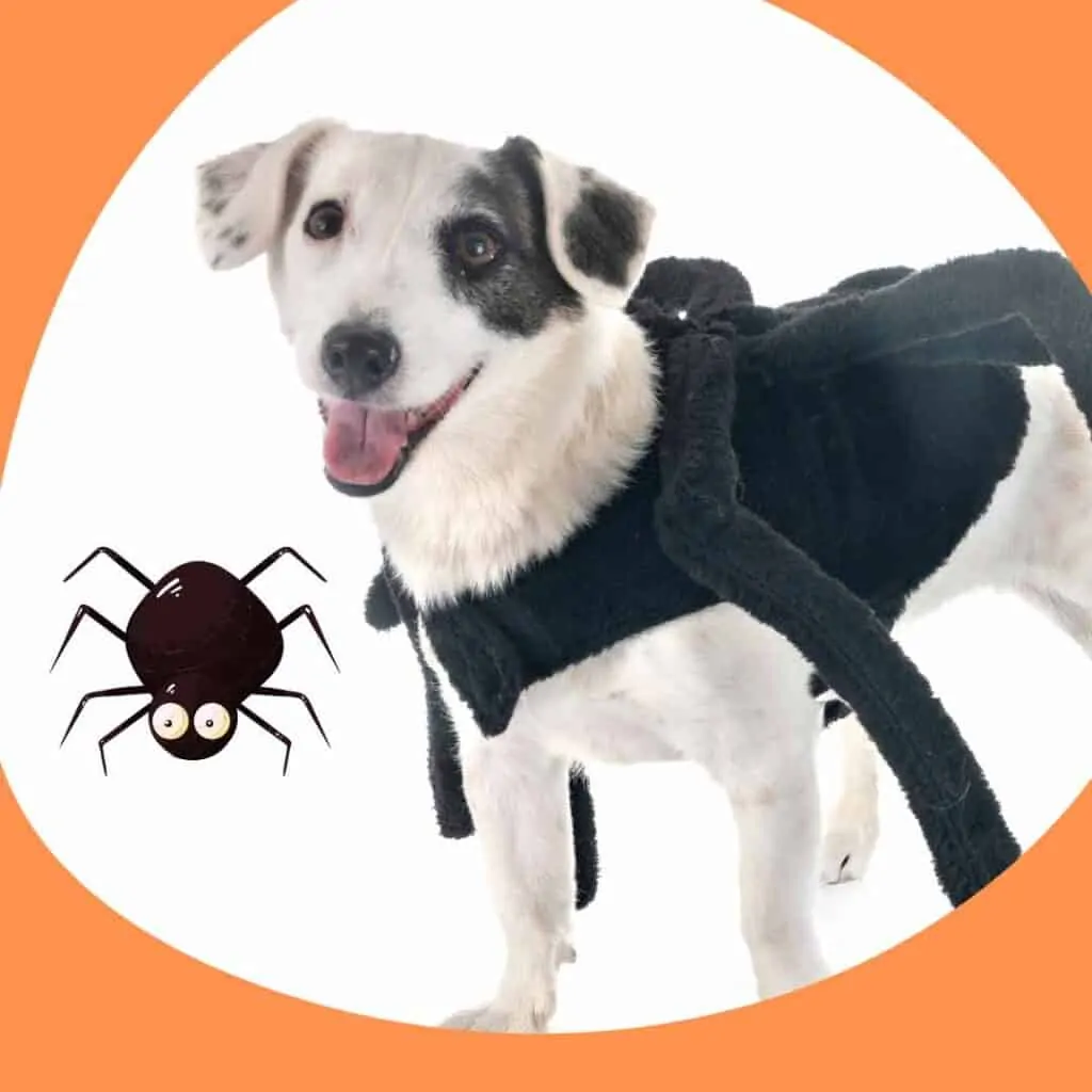 small dog spider costume