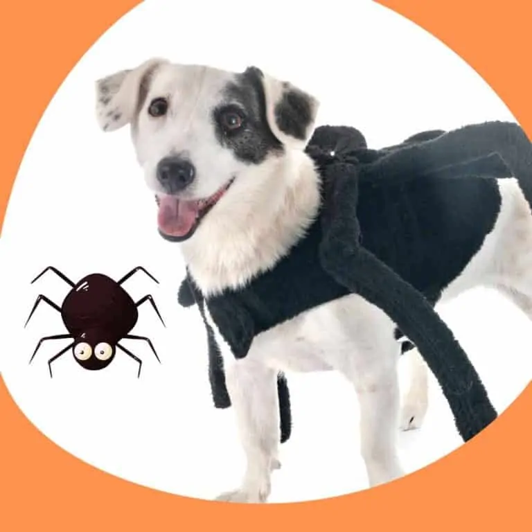 4 Best Dog Spider Costume Reviews (Small Dogs and Large)