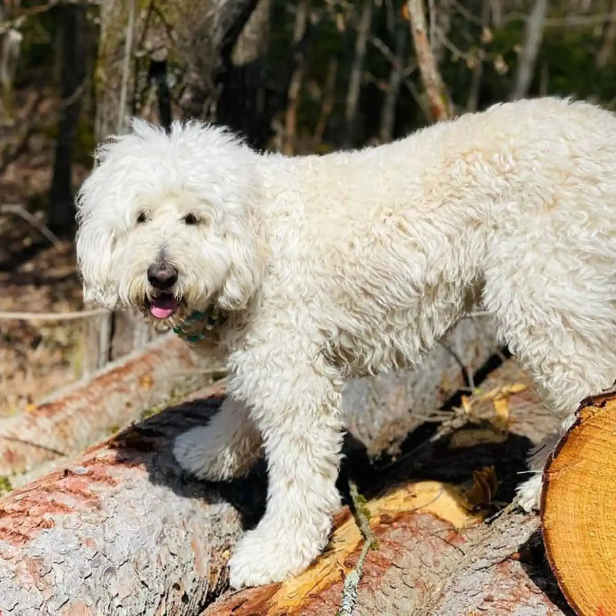 Standard Goldendoodle on the logs
