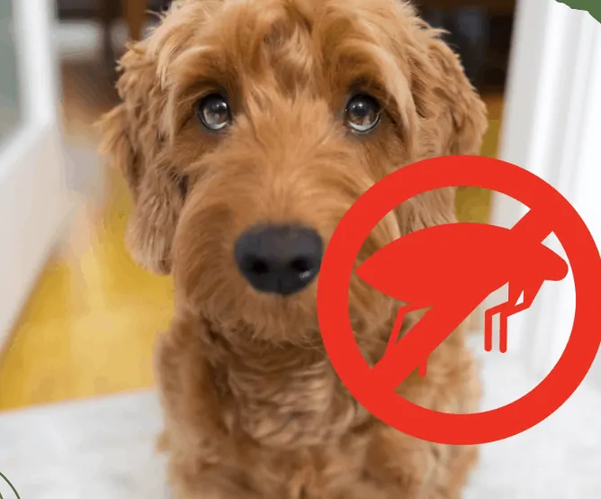 stop goldendoodle fleas