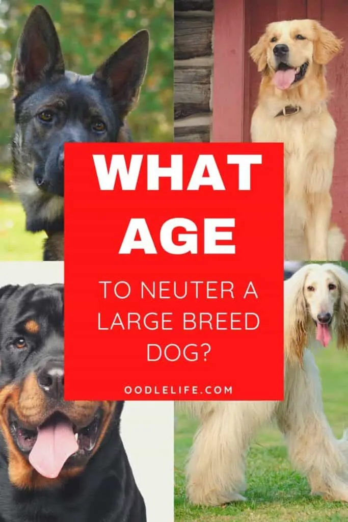 when to neuter a dog large breed